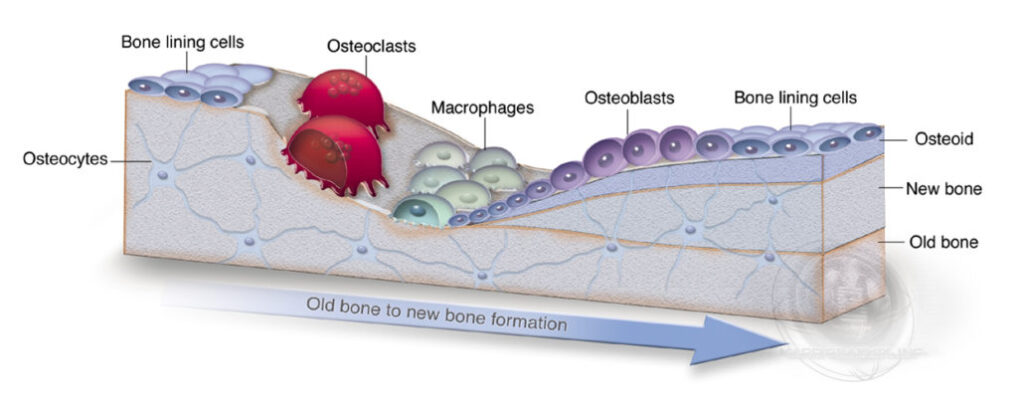 Bone-Remodeling-with-labels-2-1030x412